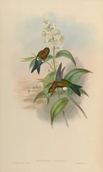 Eriocnemis mosquera